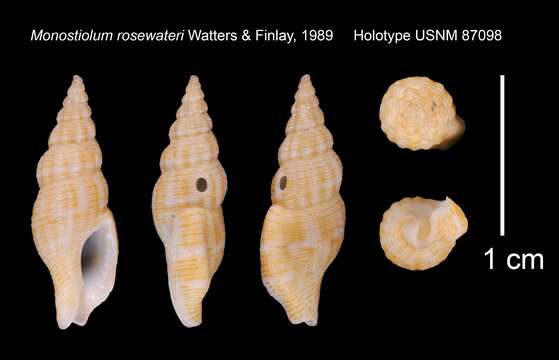 Image of Monostiolum rosewateri Watters & C. J. Finlay 1989