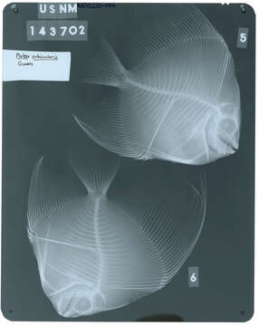 Image of Orbicular batfish