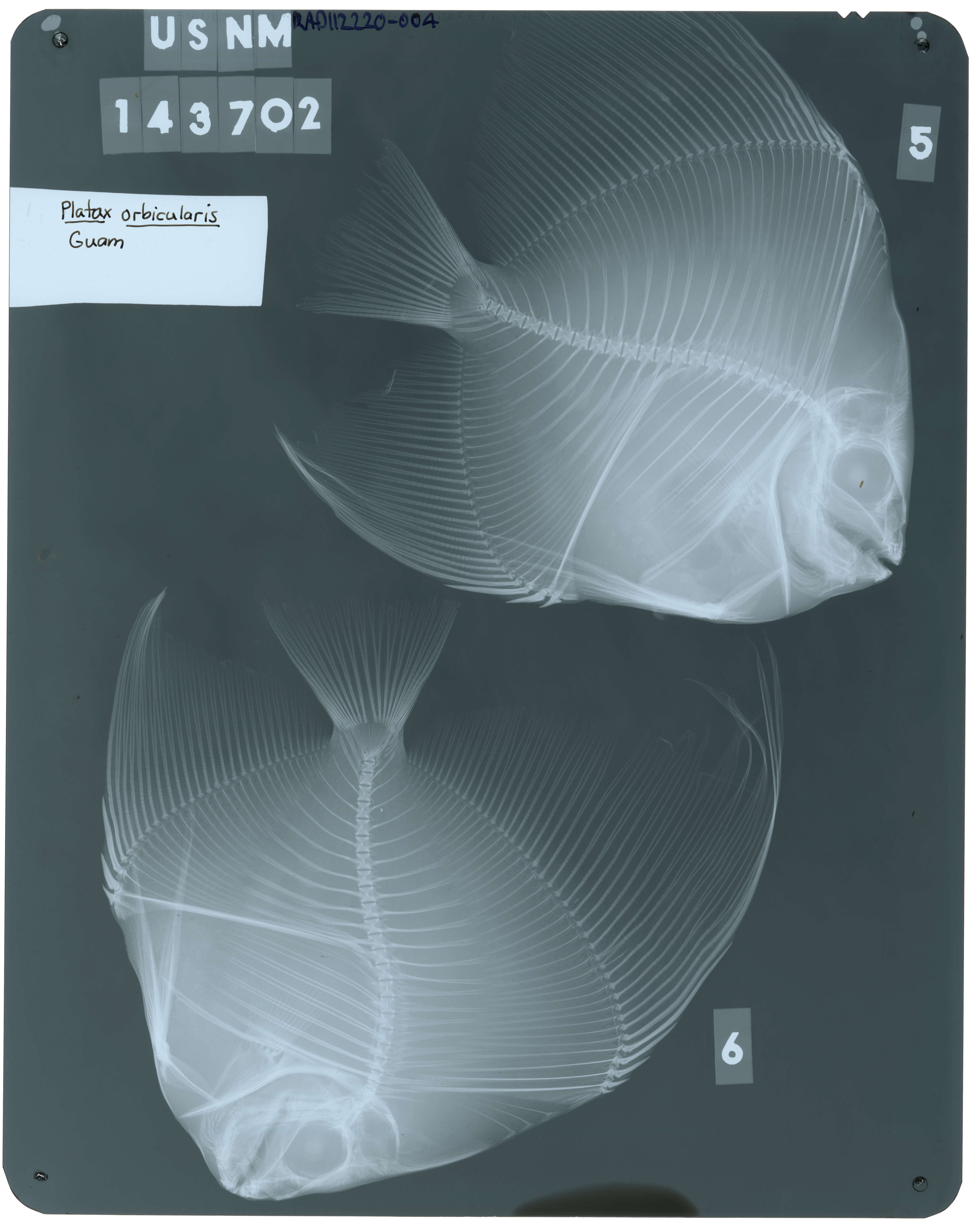 Platax orbicularis (Forsskål 1775) resmi