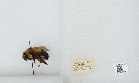 Image of Two-spotted Bumblebee