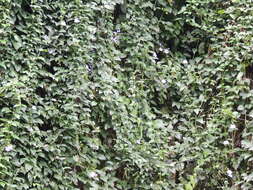 Image of Bengal clock vine