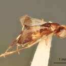 Image of Meromyzobia pedicelata Gordh 1987