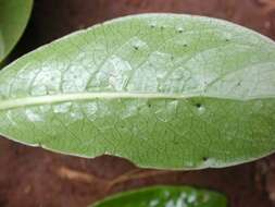Plancia ëd Psychotria greenwelliae Fosberg