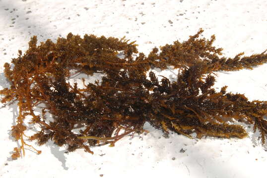 Image of Sargassum C. Agardh 1820