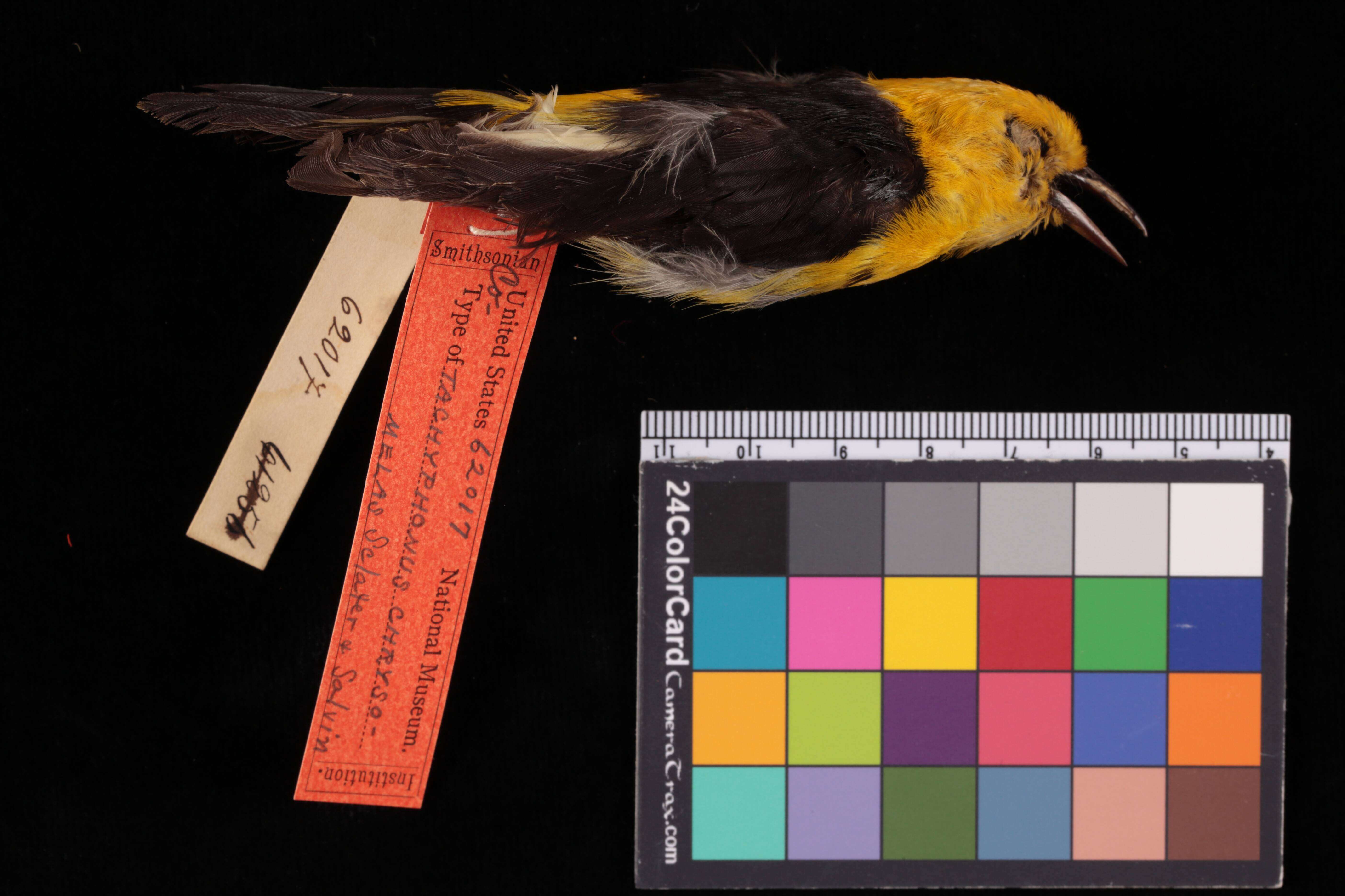 Image of Chrysothlypis chrysomelas chrysomelas (Sclater, PL & Salvin 1869)