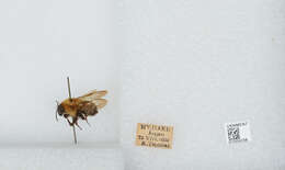 Imagem de Bombus diversus Smith 1869