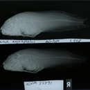 Image of Bighead snailfish