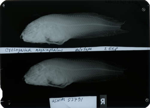 Image of Bighead snailfish