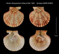 Image of queen scallop