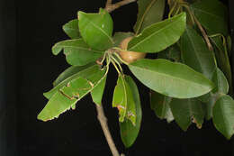 Image of sapodilla