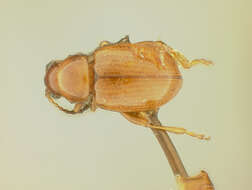 Image of Aphthona Chevrolat 1836