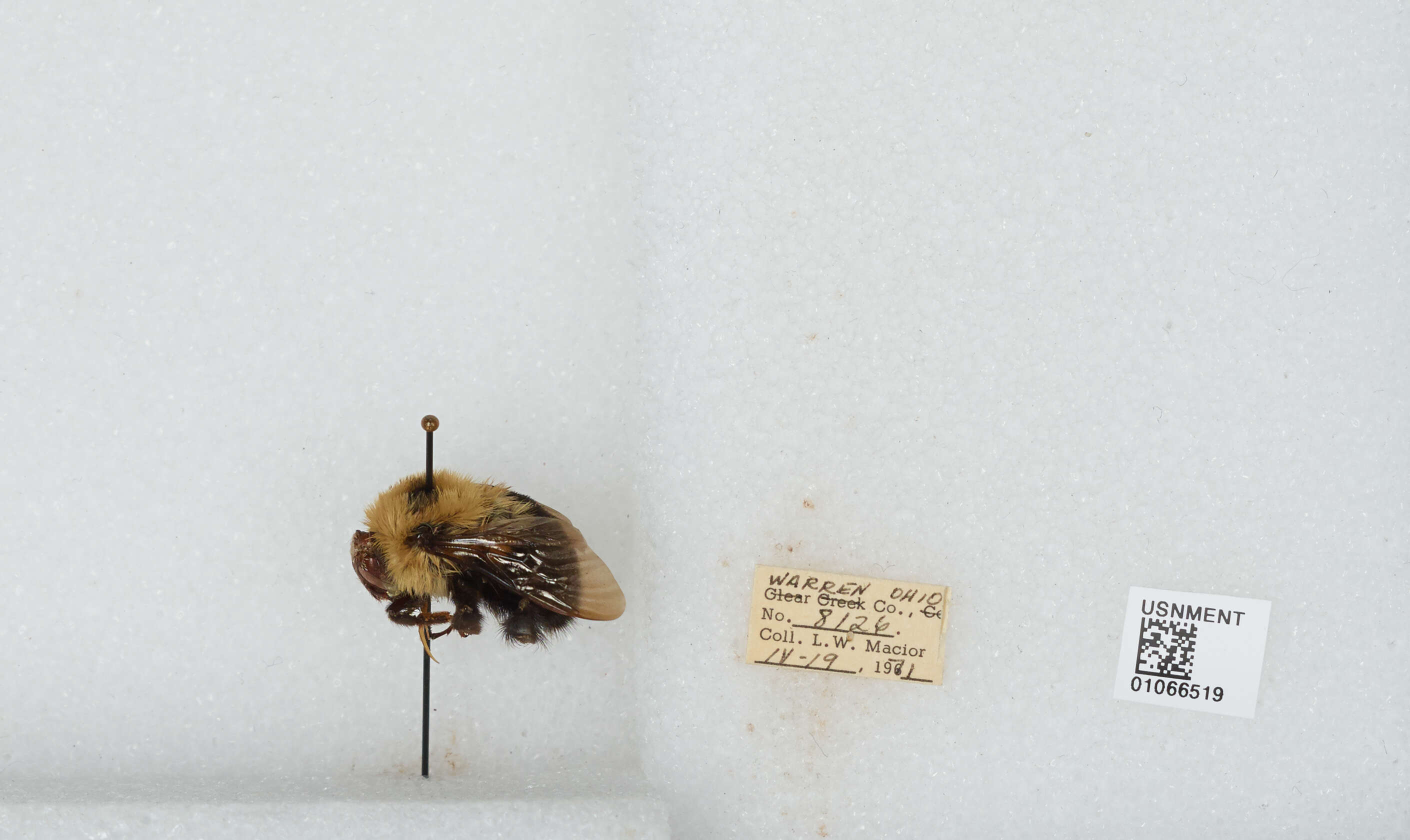 Image of Two-spotted Bumblebee