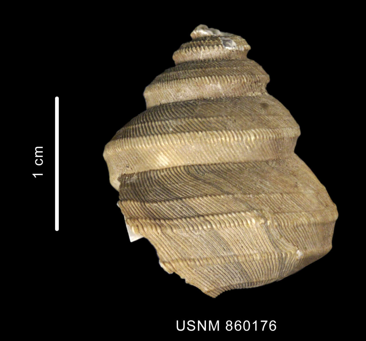 Image of Bathybembix delicatula Dell 1990