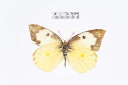 Image of Colias cesonia (Stoll 1790)