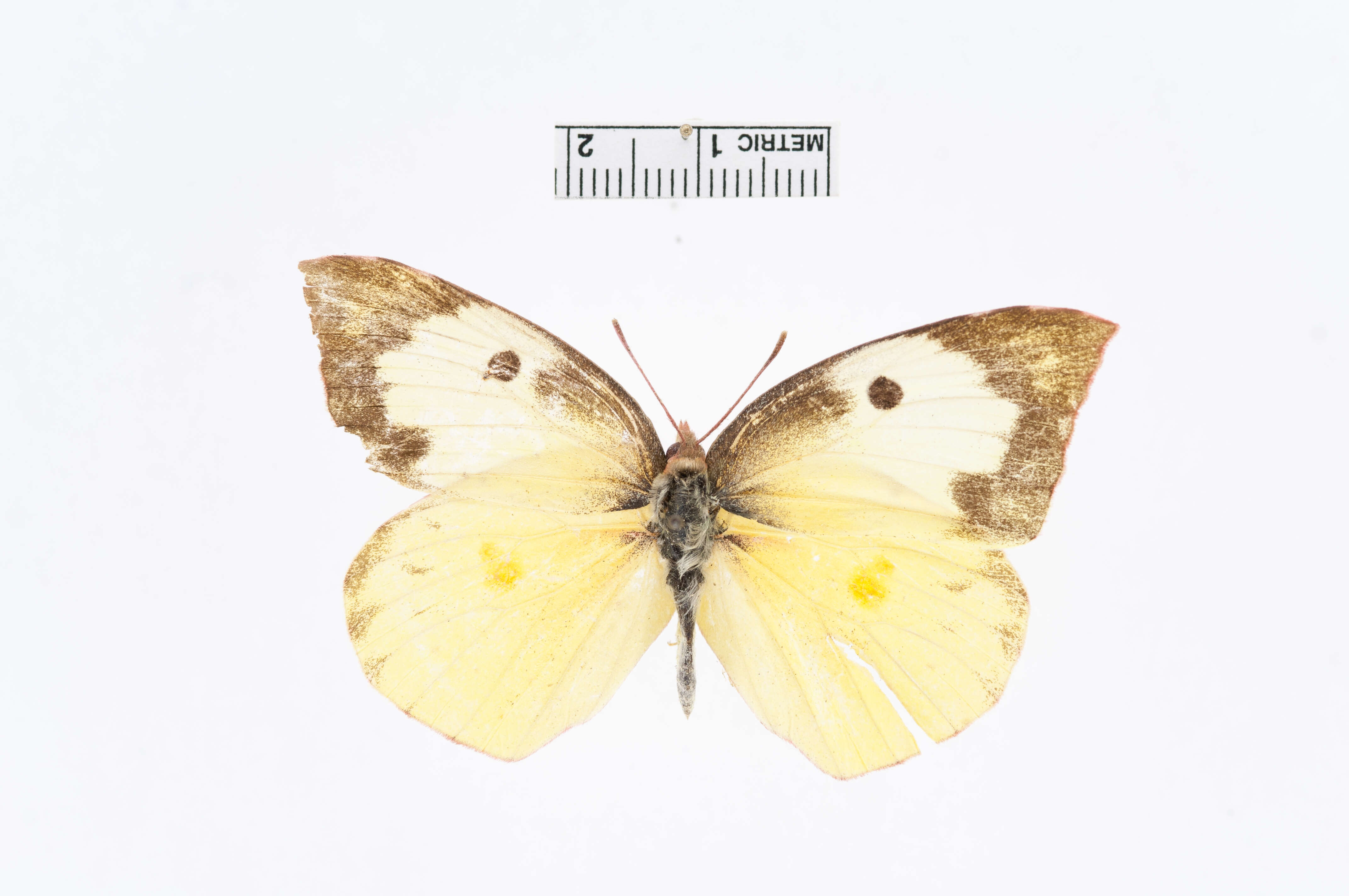 Image of Colias cesonia (Stoll 1790)