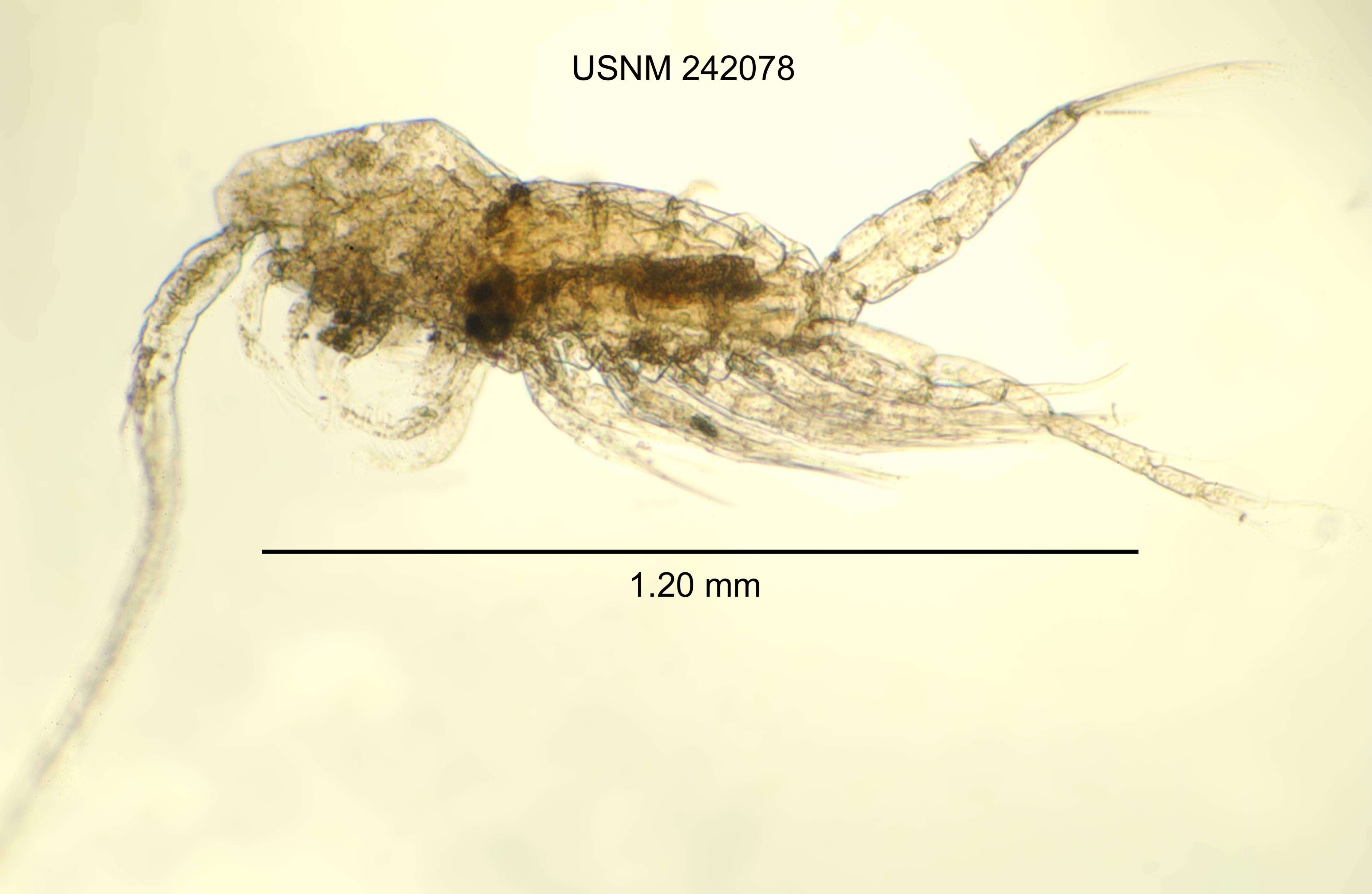 Image de Skistodiaptomus reighardi (Marsh 1895)