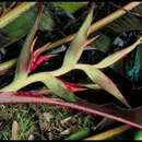 Image of Heliconia indica var. austrocaledonica (Vieill.) W. J. Kress