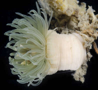 Image of White anemone