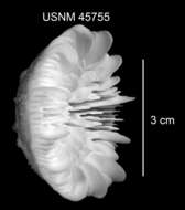 Plancia ëd Stephanocyathus (Stephanocyathus) paliferus Cairns 1977