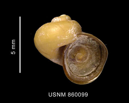 Sivun Dickdellia labioflecta (Dell 1990) kuva