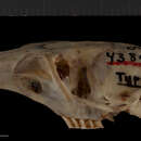 Image of Thomomys bottae leucodon Merriam 1897