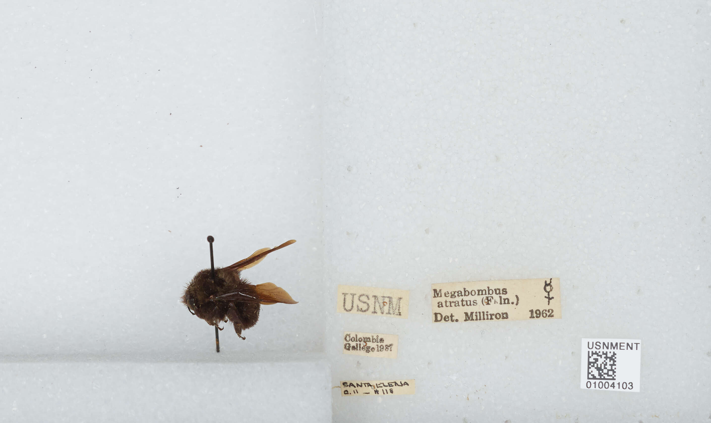 Image of Bombus pauloensis Friese 1912