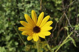 Image of Variable-Leaf Sunflower