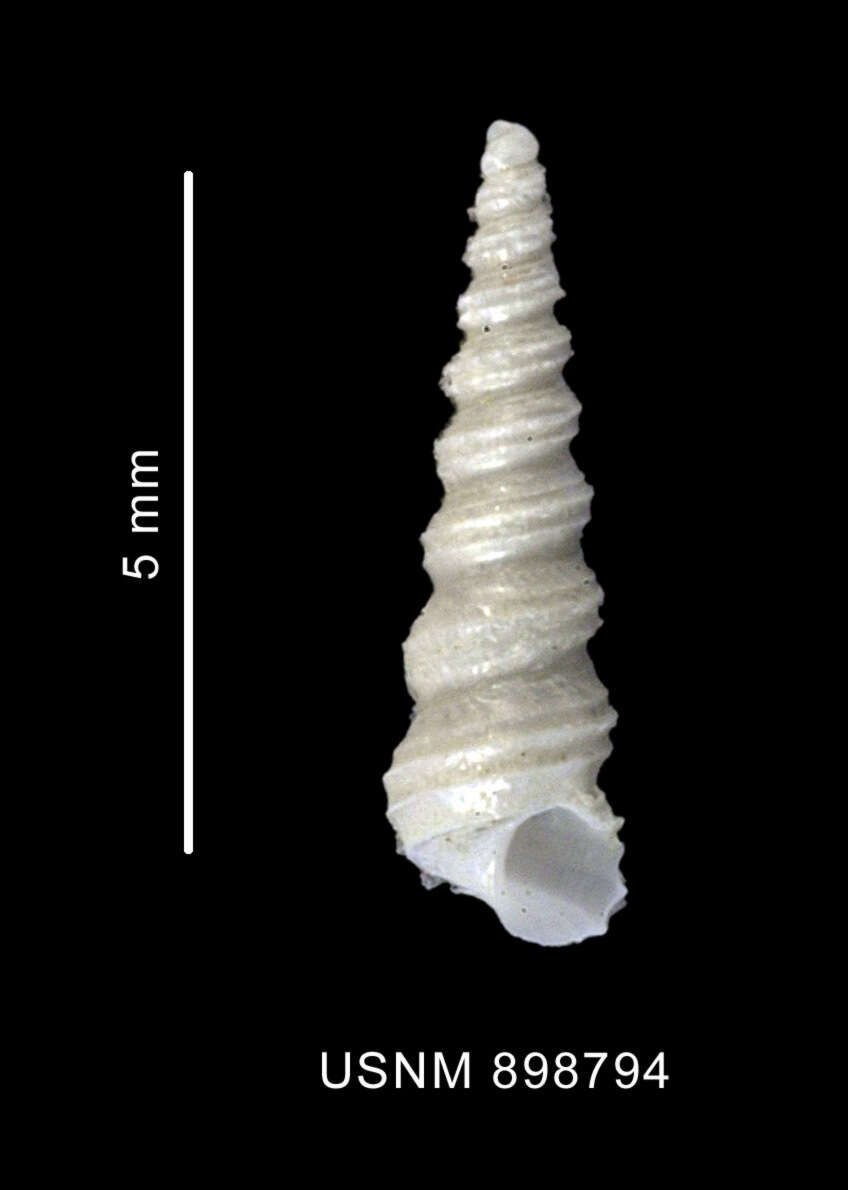 Image of Turritellopsis gratissima Thiele 1912