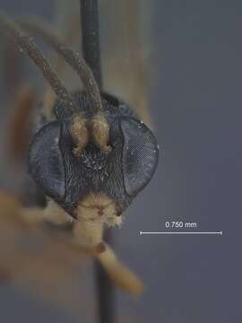 صورة Hyposoter noctuae (Ashmead 1890)