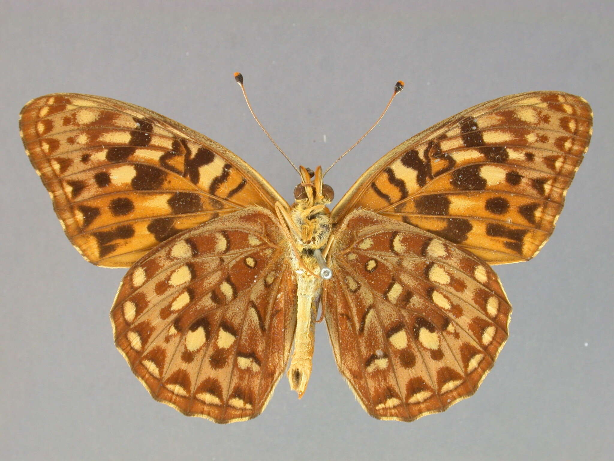 صورة Argynnis zerene Boisduval 1852