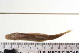 Image of Western silvery minnow