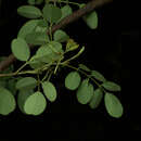 Image of Indigofera lancifolia Rydb.