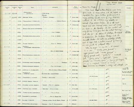 صورة Chloroceryle aenea stictoptera (Ridgway 1884)