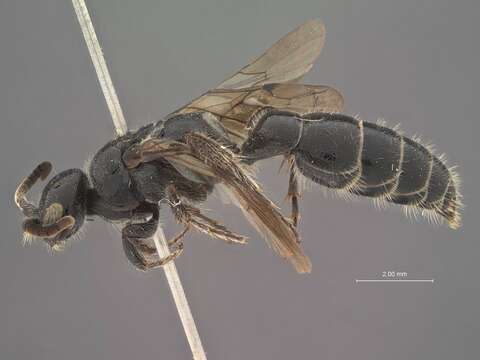 Image of Tiphia rufomandibulata taipeiana Tsuneki 1986