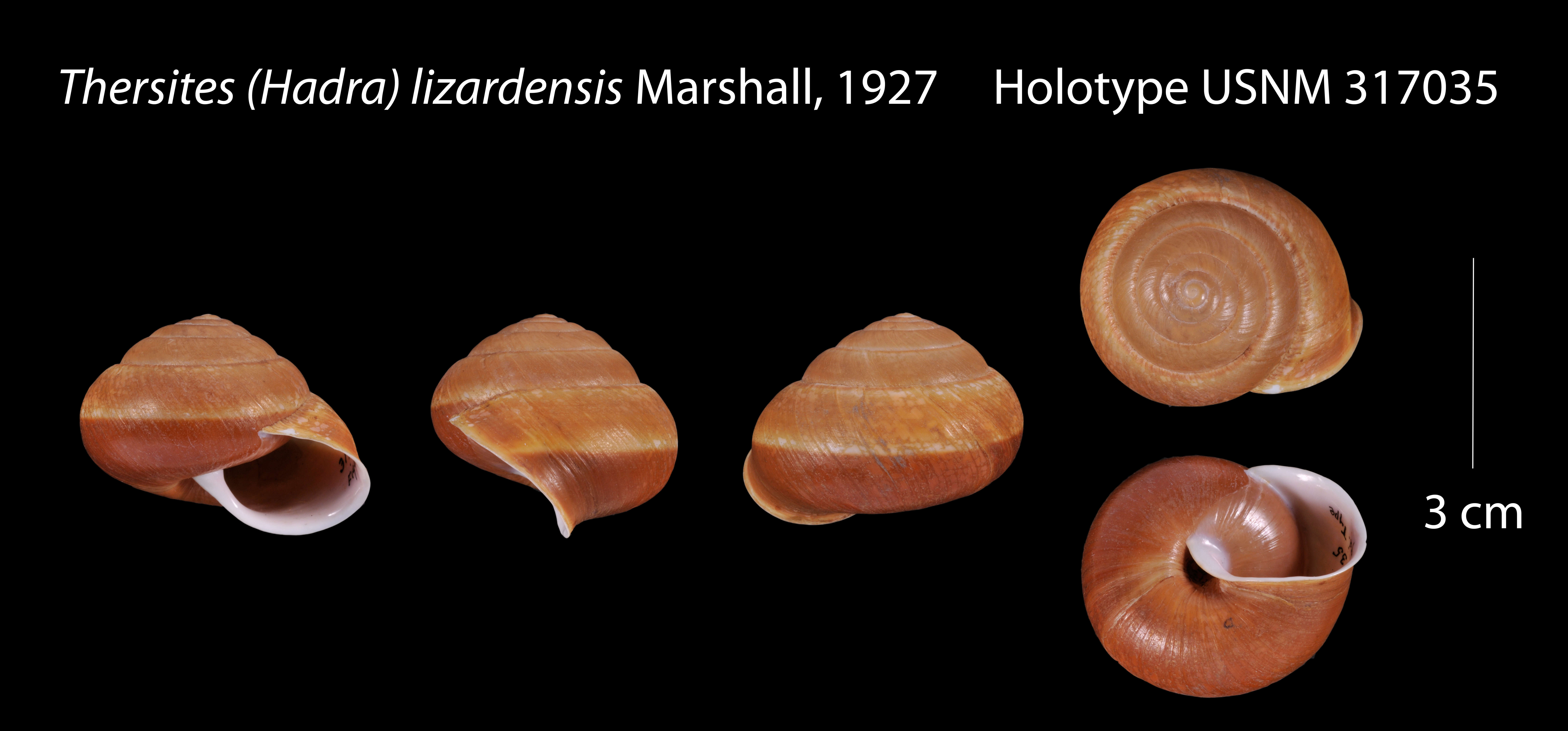 Image of Pleurodonte (Labyrinthus) tenaculum Dall