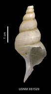 Image of Drepanodontus tatyanae Harasewych & Kantor 2004