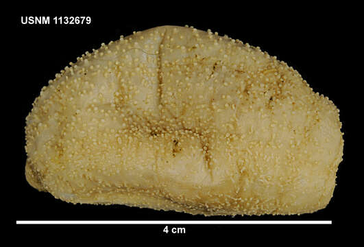 Image of Crucella scotiae (Vaney 1906)