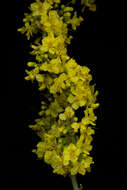 Image of Parkinsonia praecox (Ruiz & Pav.) Hawkins