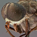 Image of Tabanus ruficoloratus Philip 1960