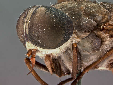 صورة Tabanus ruficoloratus Philip 1960