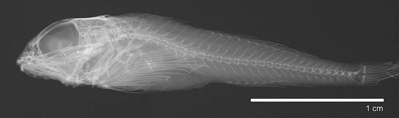 Image of Atopocottus tribranchius Bolin 1936