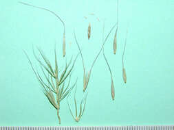 Слика од Elymus riparius Wiegand