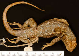 Image of Western Fence Lizard