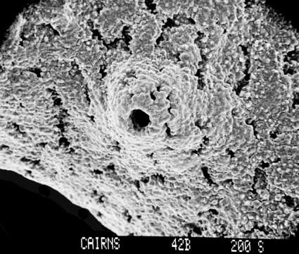 Image of Lepidopora sarmentosa Boschma 1968