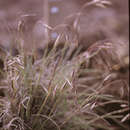 Bromus lanatus Kunth resmi