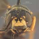 Image of Cerceris mandibularis Patton 1881