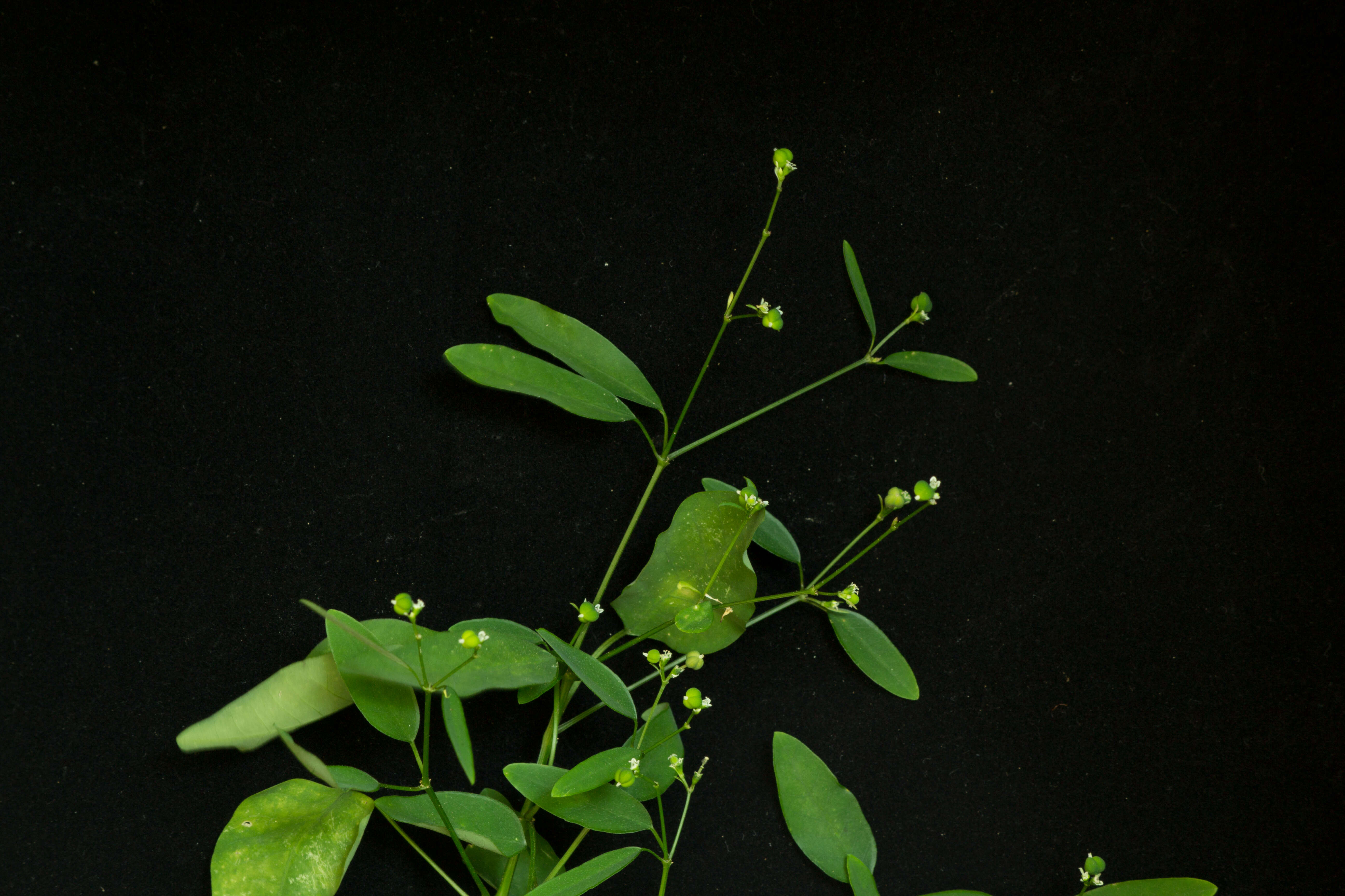 Image of grassleaf spurge