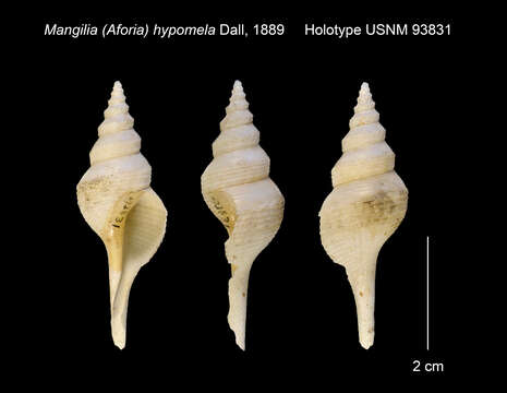 Plancia ëd Aforia hypomela (Dall 1889)