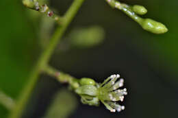 Image of Menispermaceae