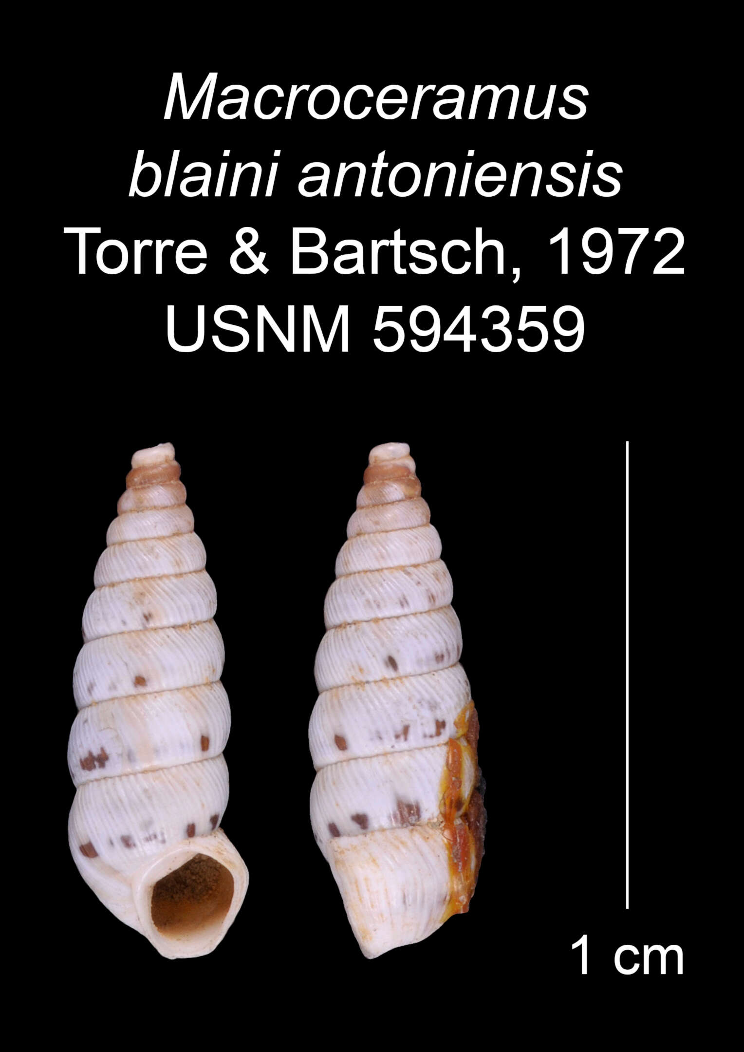 Imagem de Macroceramus blaini antoniensis C. Torre & Bartsch 2008